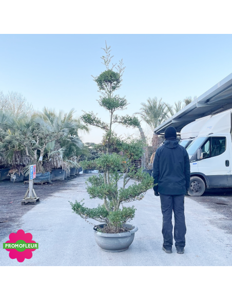Ilex crenata Glory Gem Bonsaï Hauteur 200 cm