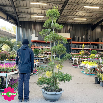 Ilex crenata Glory Gem Bonsaï Hauteur 200 cm