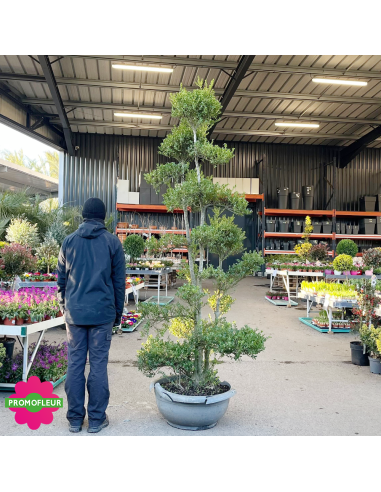Ilex crenata Glory Gem Bonsaï Hauteur 200 cm