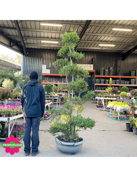 Ilex crenata Glory Gem Bonsaï Hauteur 200 cm