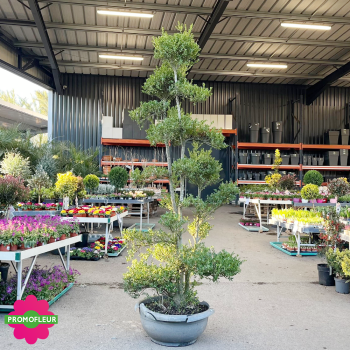 Ilex crenata Glory Gem Bonsaï Hauteur 200 cm