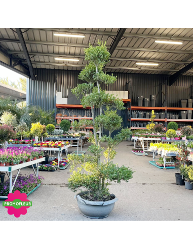Ilex crenata Glory Gem Bonsaï Hauteur 200 cm
