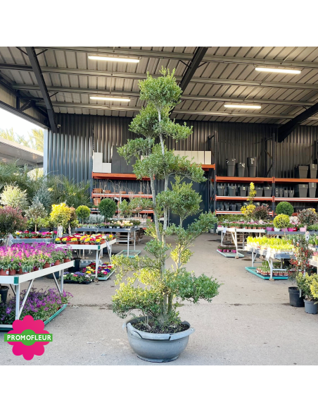 Ilex crenata Glory Gem Bonsaï Hauteur 200 cm