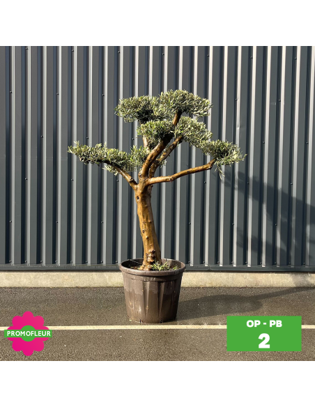 Olivier Plateau pot bronze hauteur 125/150 cm - Promofleur (Choix 2)