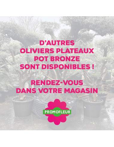 Olivier Plateau pot bronze hauteur 125/150 cm