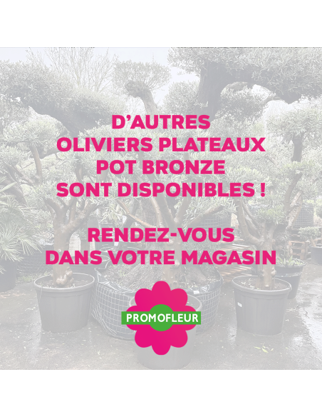 Olivier Plateau pot bronze hauteur 125/150 cm