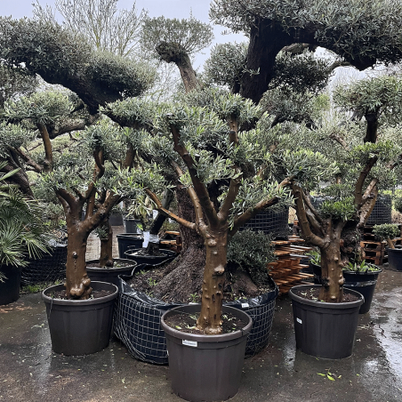 Choix d'Oliviers Plateaux pot bronze hauteur 125/150 cm - Promofleur