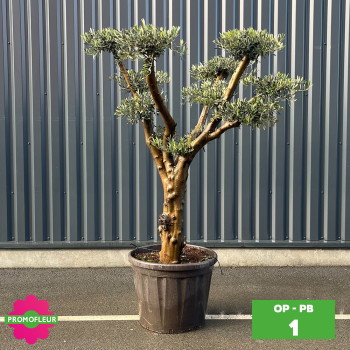 Olivier Plateau pot bronze hauteur 125/150 cm - Promofleur (Choix 1)