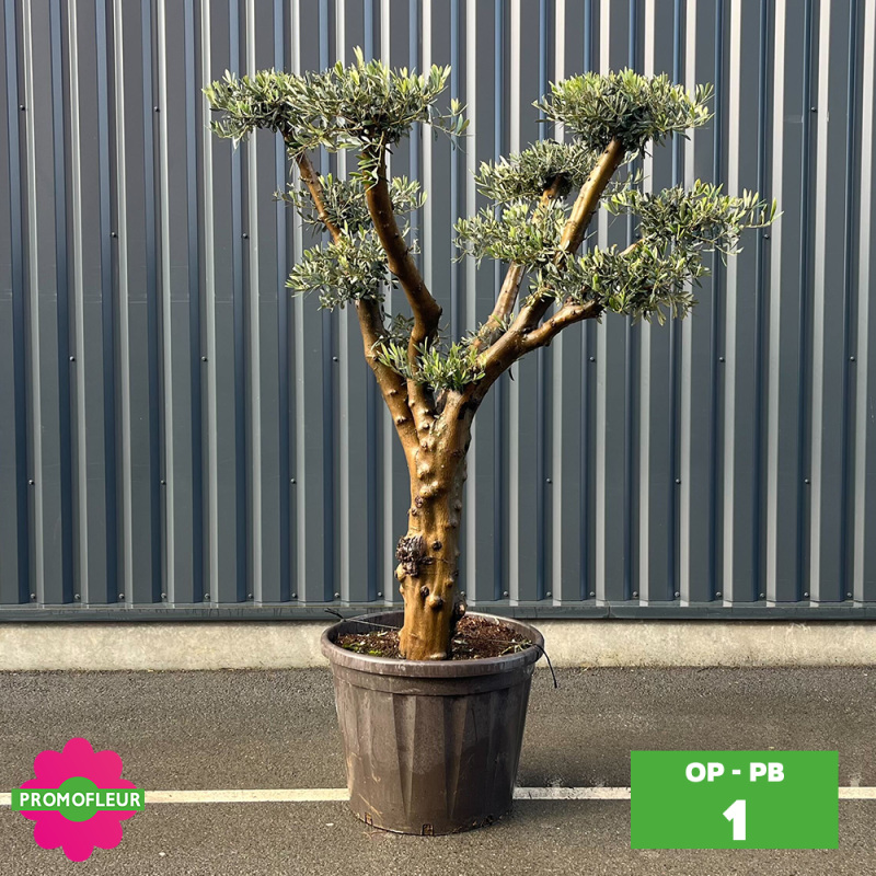 Olivier Plateau pot bronze hauteur 125/150 cm - Promofleur (Choix 1)