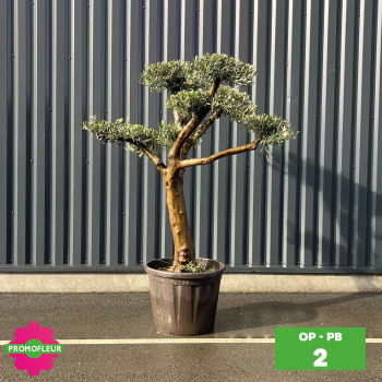 Olivier Plateau pot bronze hauteur 125/150 cm - Promofleur (Choix 2)