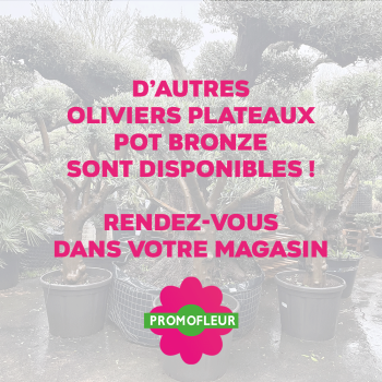 Olivier Plateau pot bronze hauteur 125/150 cm