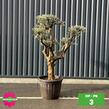 Olivier Plateau pot bronze hauteur 125/150 cm - Promofleur (Choix 3)