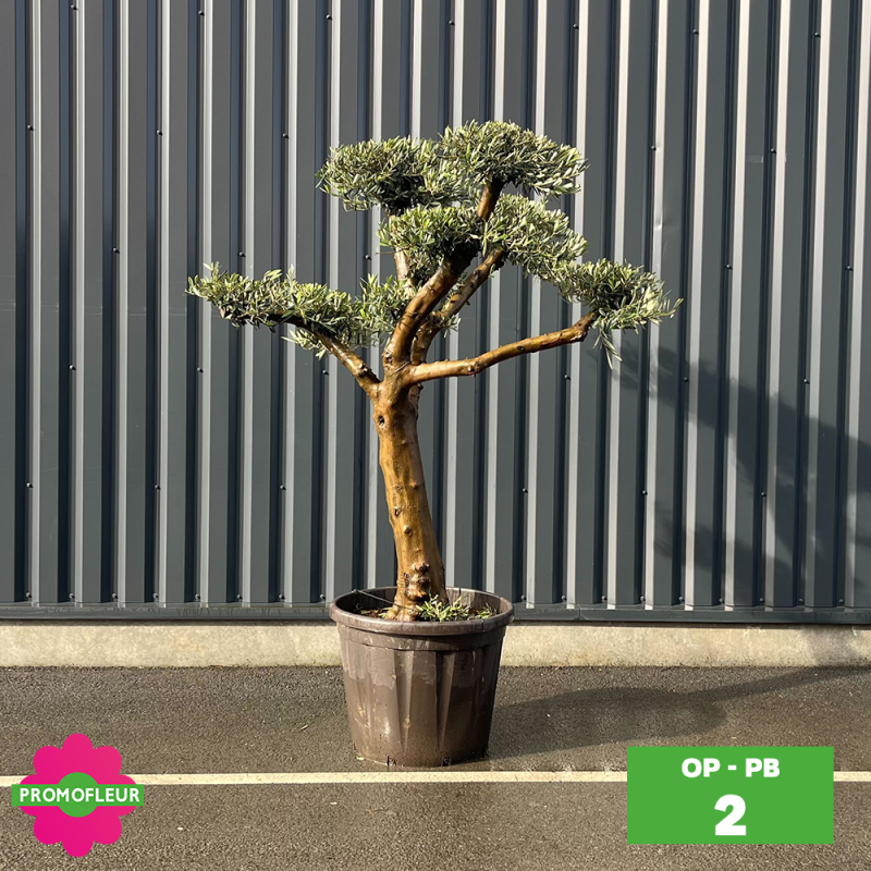 Olivier Plateau pot bronze hauteur 125/150 cm - Promofleur (Choix 4)