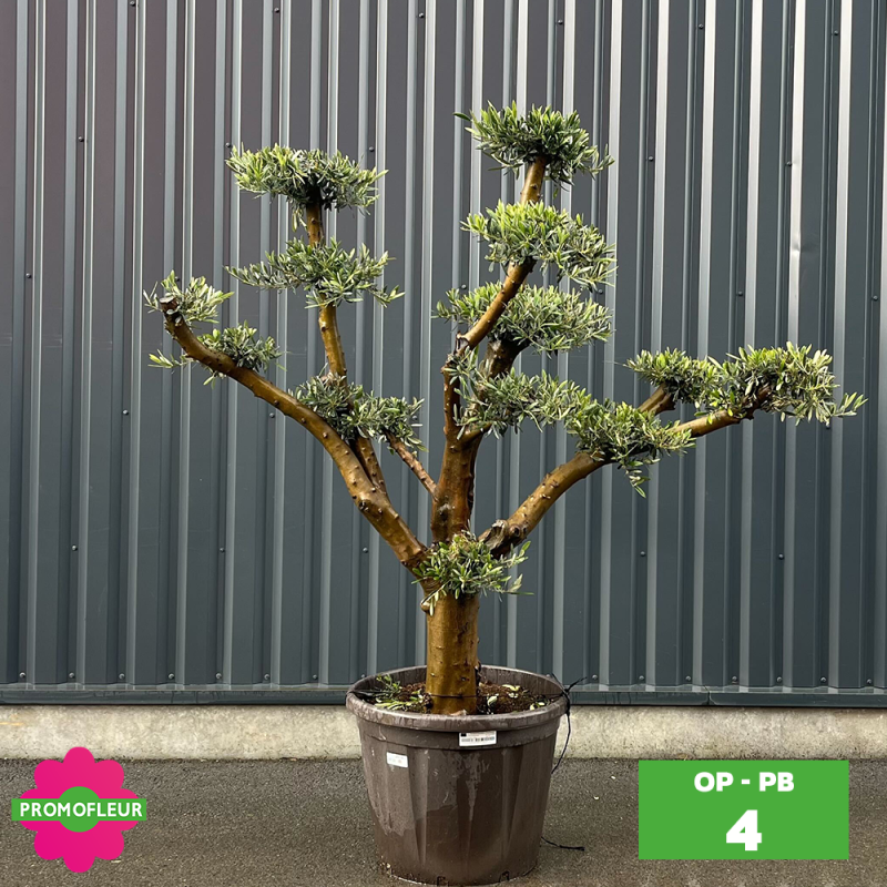 Olivier Plateau pot bronze hauteur 125/150 cm - Promofleur (Choix 4)