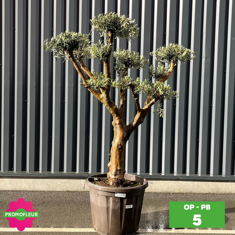 Olivier Plateau pot bronze hauteur 125/150 cm - Promofleur (Choix 5)