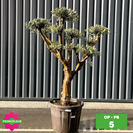 Olivier Plateau pot bronze hauteur 125/150 cm - Promofleur (Choix 5)