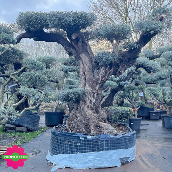 Olivier plateau T36 hauteur 240 cm feuillage taillé en nuage - Promofleur