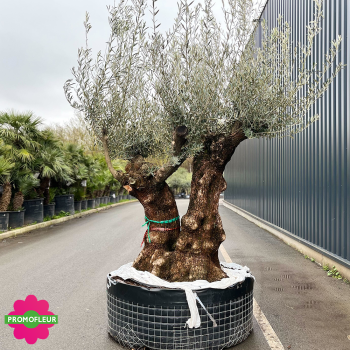 Olivier Centenaire Double Troncs T10 H.250/275 cm - Promofleur