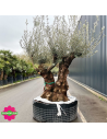 Olivier Centenaire Double Troncs T10 H.250/275 cm - Promofleur