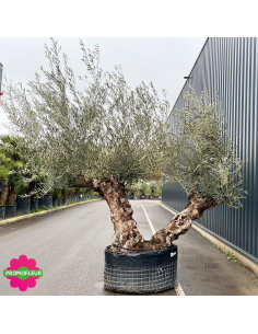 Olivier Centenaire Double Troncs T10 H.250/275 cm (2) - Promofleur