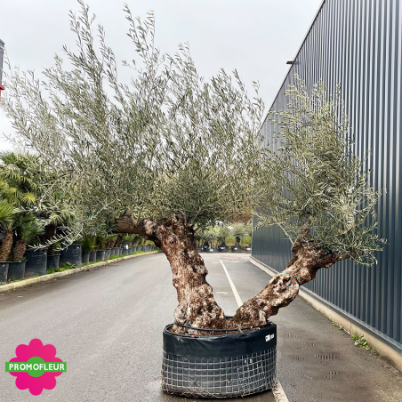 Olivier Centenaire Double Troncs T10 H.250/275 cm (2) - Promofleur