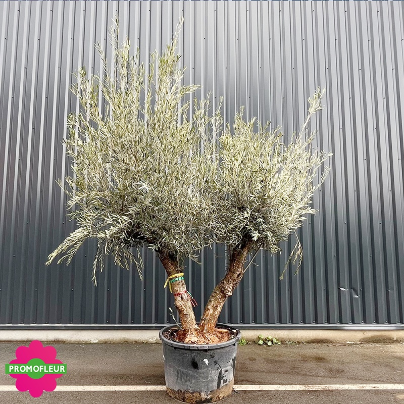 Olivier Double Troncs T5 H.200/250 cm - Promofleur