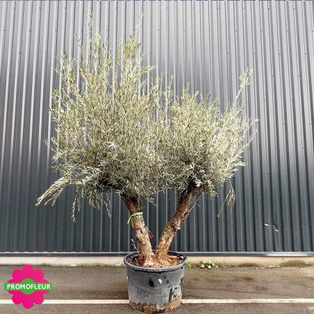 Olivier Double Troncs T5 H.200/250 cm - Promofleur