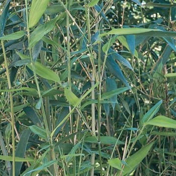 Zoom feuillage de bambous phyllostachys bissetti - Promofleur Persan