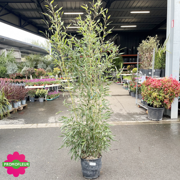 Pot de bambou Phyllostachys Bissetii Hauteur totale 160/180 cm
