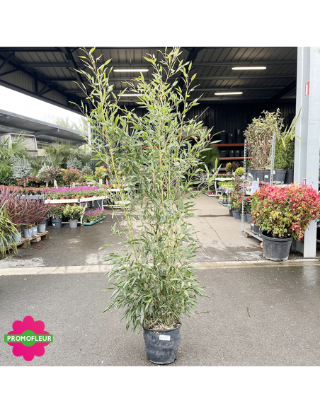 Pot de bambou Phyllostachys Bissetii Hauteur totale 160/180 cm