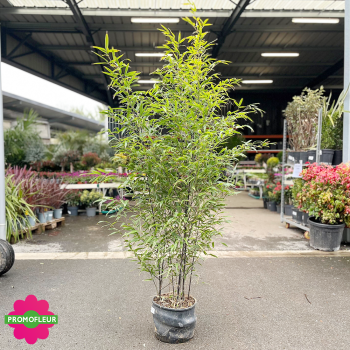 Pot de bambou Phyllostachys Nigra Hauteur totale 120/150 cm - Promofleur