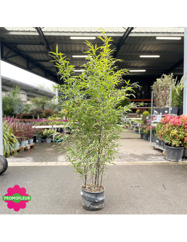 Pot de bambou Phyllostachys Nigra Hauteur totale 120/150 cm - Promofleur