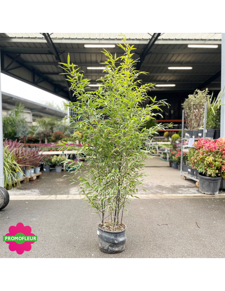 Pot de bambou Phyllostachys Nigra Hauteur totale 120/150 cm - Promofleur