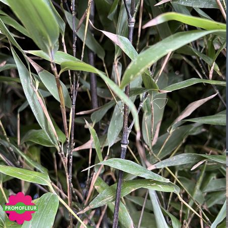 Zoom feuillage de bambous phyllostachys nigra - Promofleur