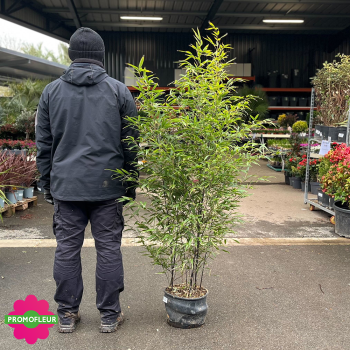 Pot de bambou Phyllostachys Nigra Hauteur totale 120/150 cm - Promofleur (comparatif taille)