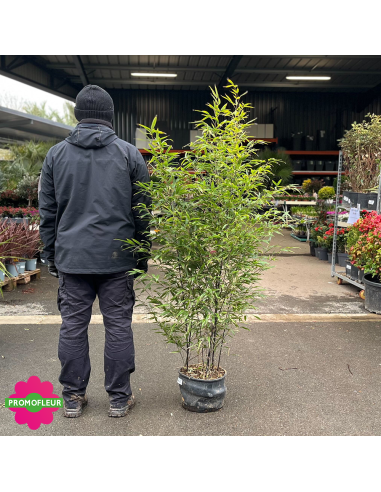 Pot de bambou Phyllostachys Nigra Hauteur totale 120/150 cm - Promofleur (comparatif taille)