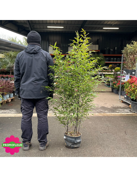 Pot de bambou Phyllostachys Nigra Hauteur totale 120/150 cm - Promofleur (comparatif taille)