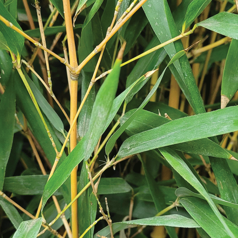 Zoom feuillage de bambous phyllostachys aurea - Promofleur