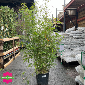 Pot de bambou Phyllostachys Aurea Hauteur 120/150 cm - Promofleur