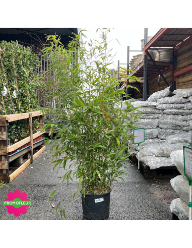Pot de bambou Phyllostachys Aurea Hauteur 120/150 cm - Promofleur