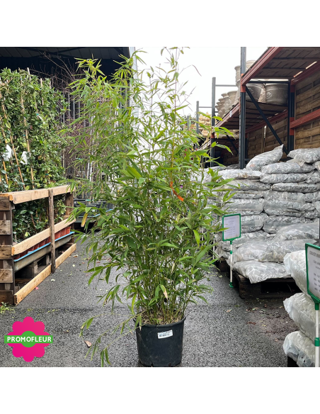 Pot de bambou Phyllostachys Aurea Hauteur 120/150 cm - Promofleur