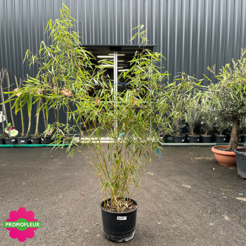 Bambou Fargesia Robusta Campbell Hauteur 120/150 cm (NON TRAÇANT) - Promofleur