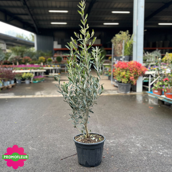 Olivier 9 L Hauteur 80/100 cm - Promofleur