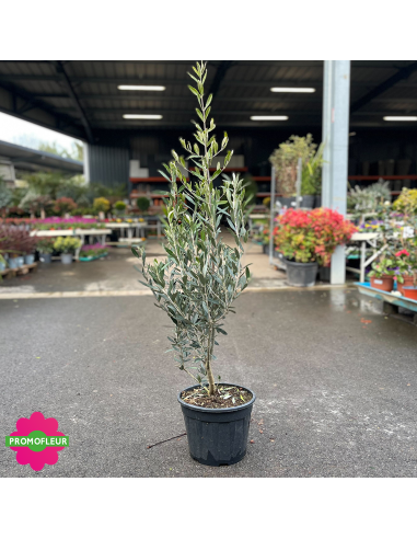 Olivier 9 L Hauteur 80/100 cm - Promofleur