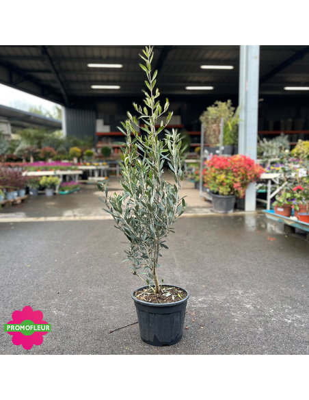 Olivier 9 L Hauteur 80/100 cm - Promofleur