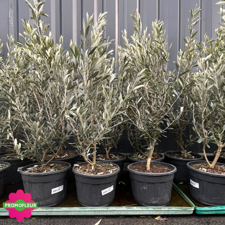 Rayon Oliviers 9 L Hauteur 80/100 cm - Promofleur