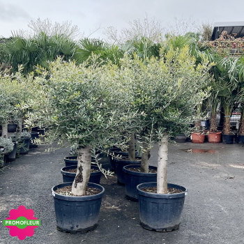 Rayon d'Oliviers tiges Hauteur 100/125 cm - Promofleur