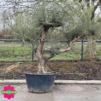 Olivier ramifié 80/90 (Feuillage ULTRA dense) - Promofleur (Choix 1)