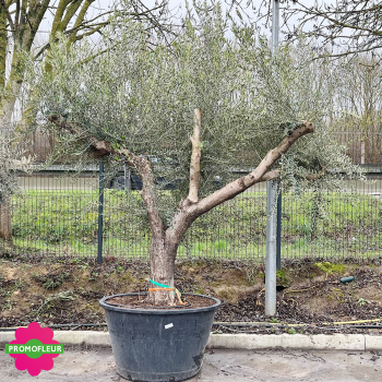 Olivier ramifié 80/90 (Feuillage ULTRA dense) - Promofleur (Choix 2)