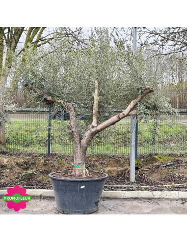 Olivier ramifié 80/90 (Feuillage ULTRA dense) - Promofleur (Choix 2)